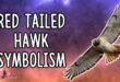 Hawks Meaning Spiritual