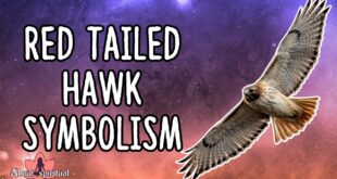 Hawks Meaning Spiritual