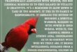 Spiritual Meaning of a Cardinal