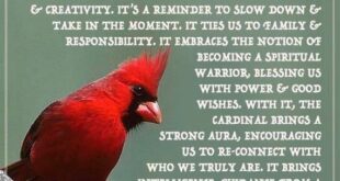 Spiritual Meaning of a Cardinal
