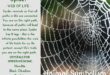 Spiritual Meaning of Spider