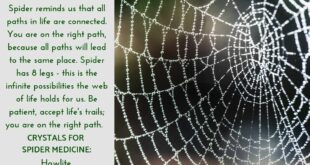 Spiritual Meaning of Spider