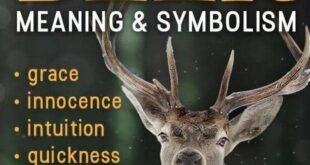Spiritual Meaning of the Deer