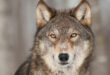 Wolf Spiritual Animals